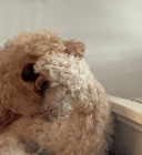 Teddy